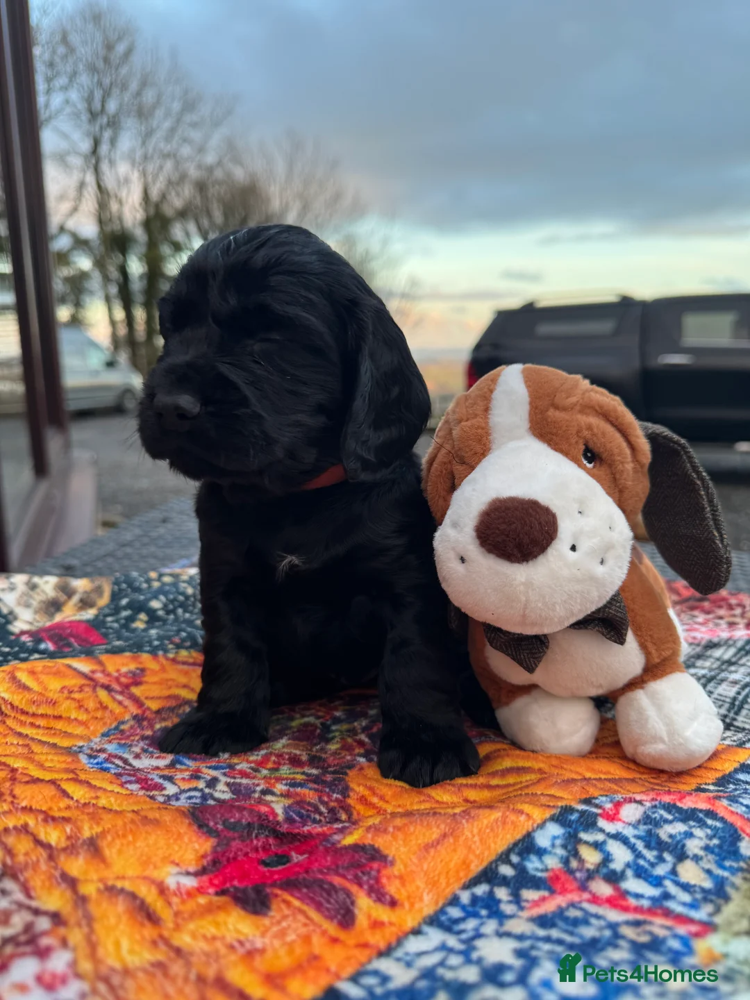 Cocker Spaniel dogs for sale: A gorgeous litter of WCS - Advert 16