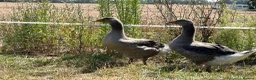 Geese poultry for sale: Sold … - Advert 6