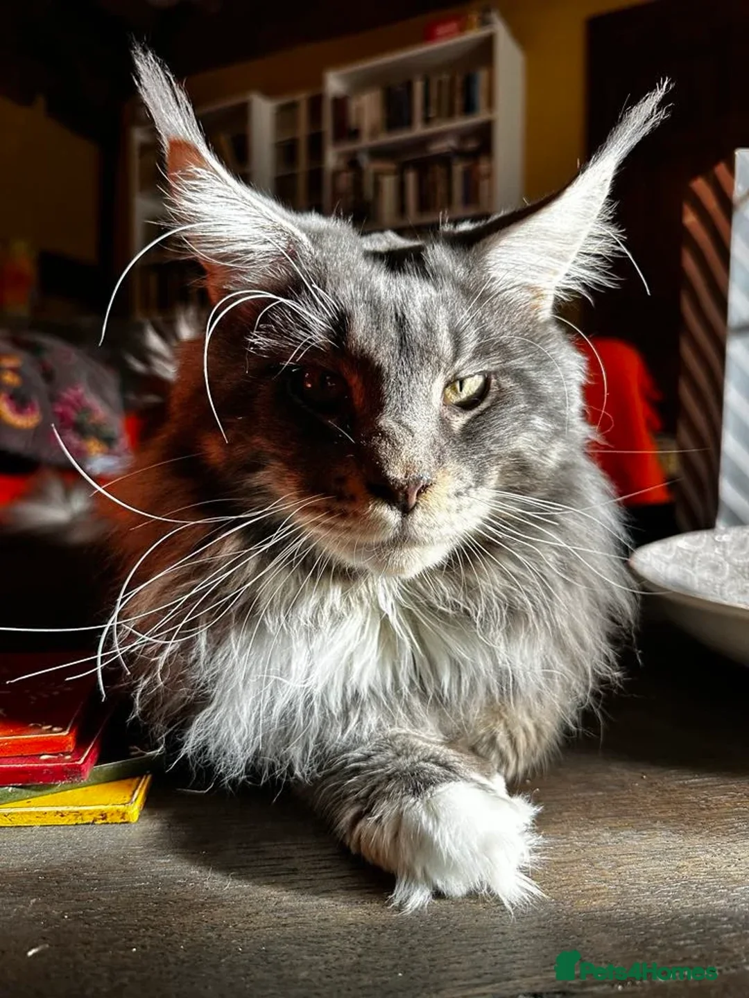 Maine Coon cats for sale: Chunky and fluffy Mainecoon kittens - Image 27