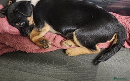 Border Terrier dogs for sale: Border terrier x  - Image 1