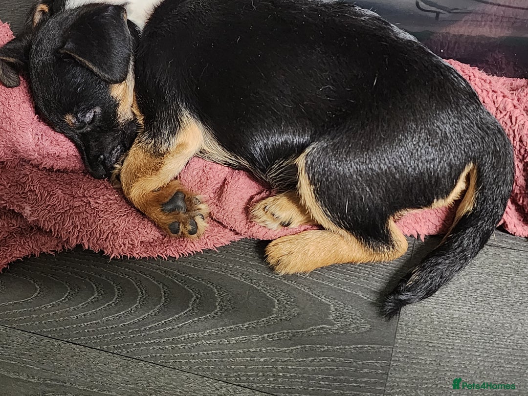 Border Terrier dogs for sale: Border terrier x  - Image 1