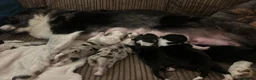 Border Collie dogs for sale: Border Collie Puppies  in Chipping Norton - Advert 5