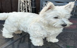 West Highland Terrier dogs for sale: West highland terrier pups - Image 6