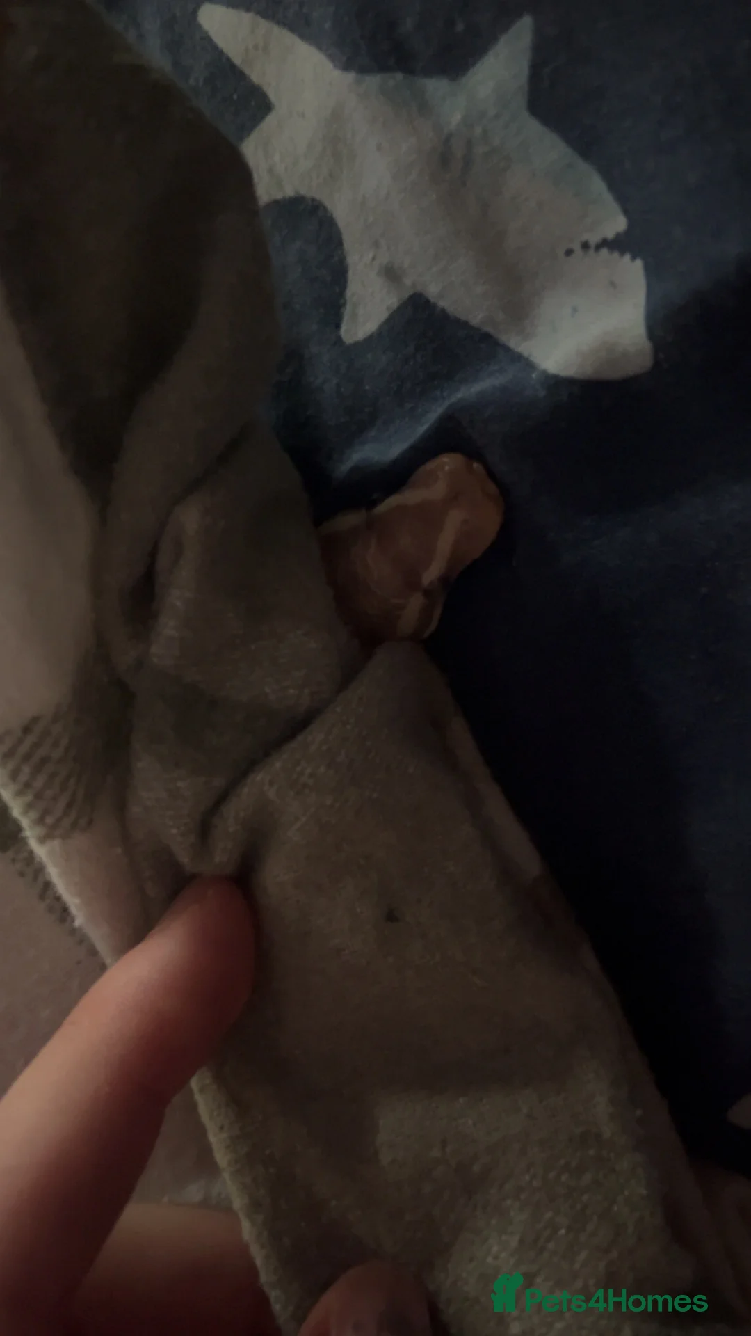 Python Snake reptiles for sale: ball python  in Rushden - Advert 3