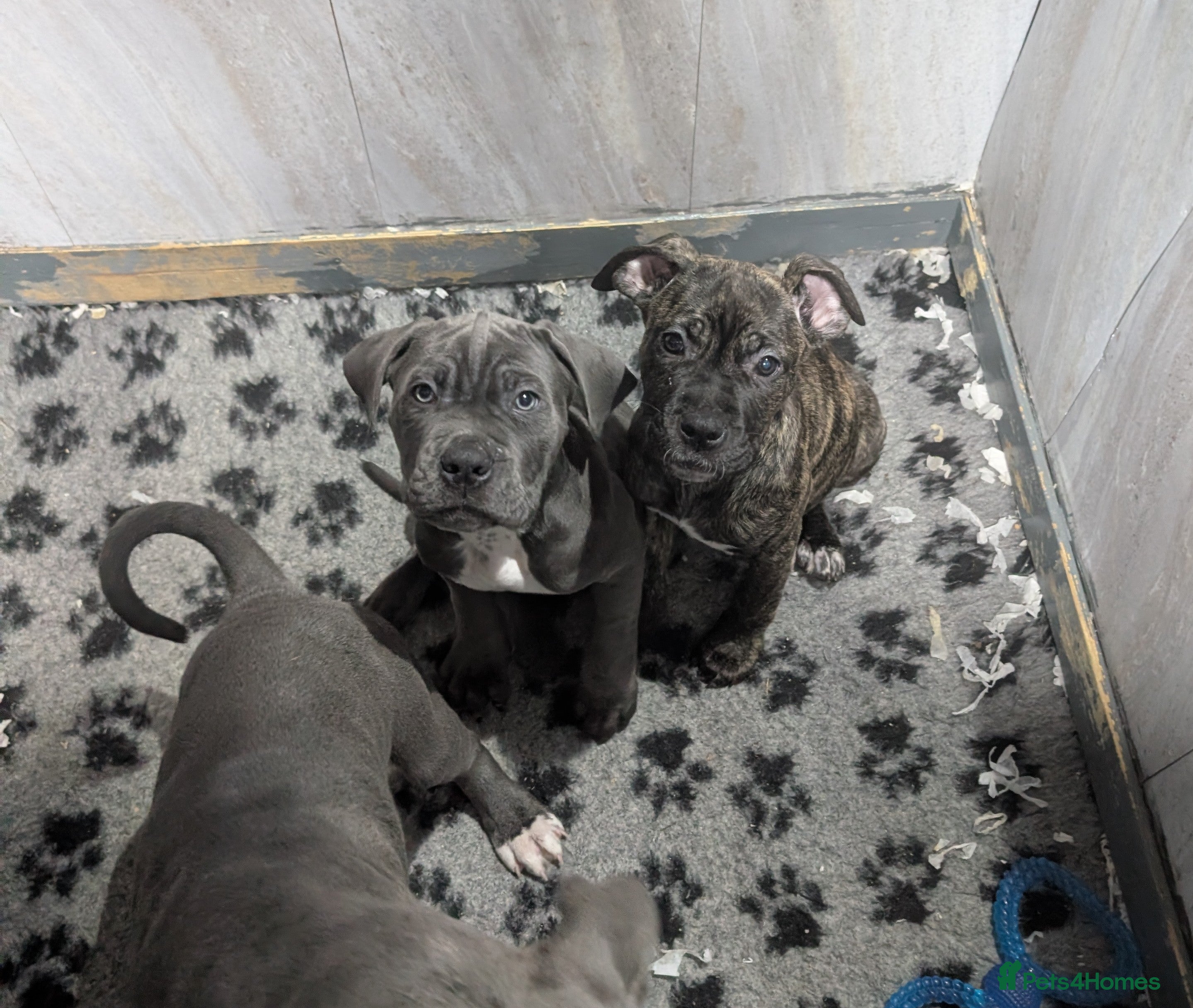 Cane Corso dogs Cane corso puppies  - Advert 17