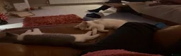 British Shorthair cats for sale: British Shorthair Bi-Colour Kitten Blue & White - Advert 4