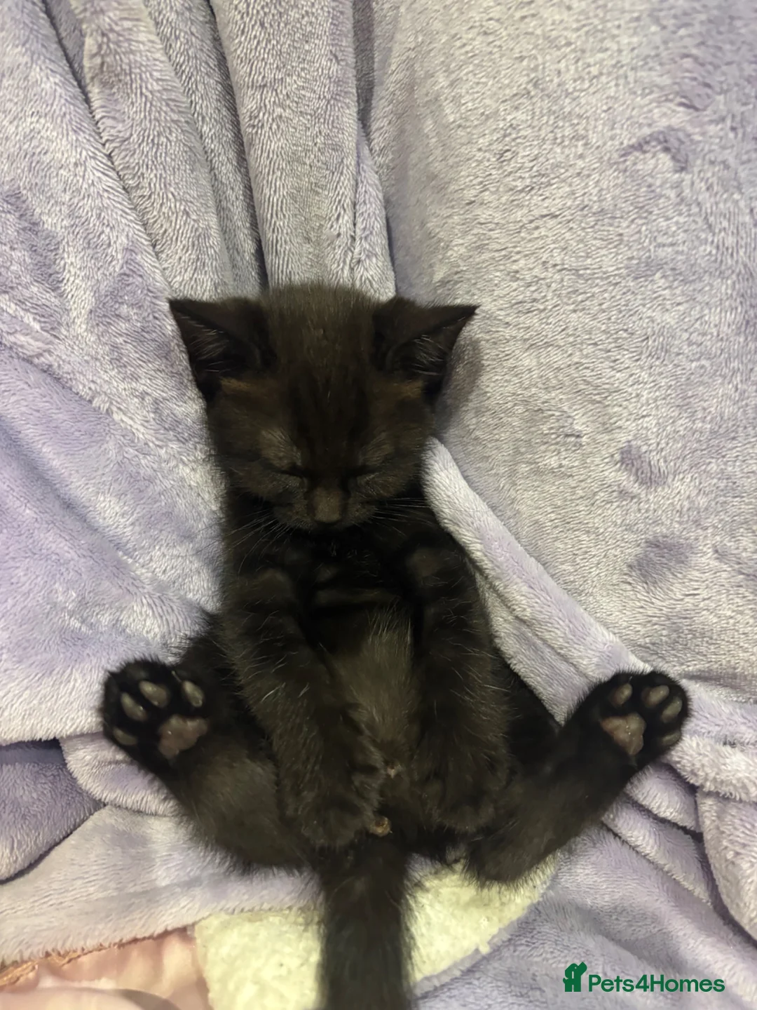 Mixed Breed cats for sale: 3 kittens - Advert 2