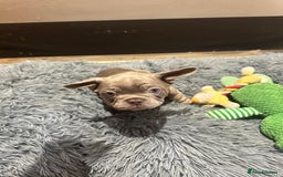 French Bulldog dogs for sale: Healthy and great looking litter. KC registered. - Image 12