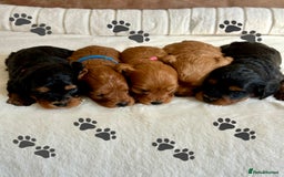 Cavapoo dogs for sale: Extensively Health Tested Cavapoo Puppies  - Image 3