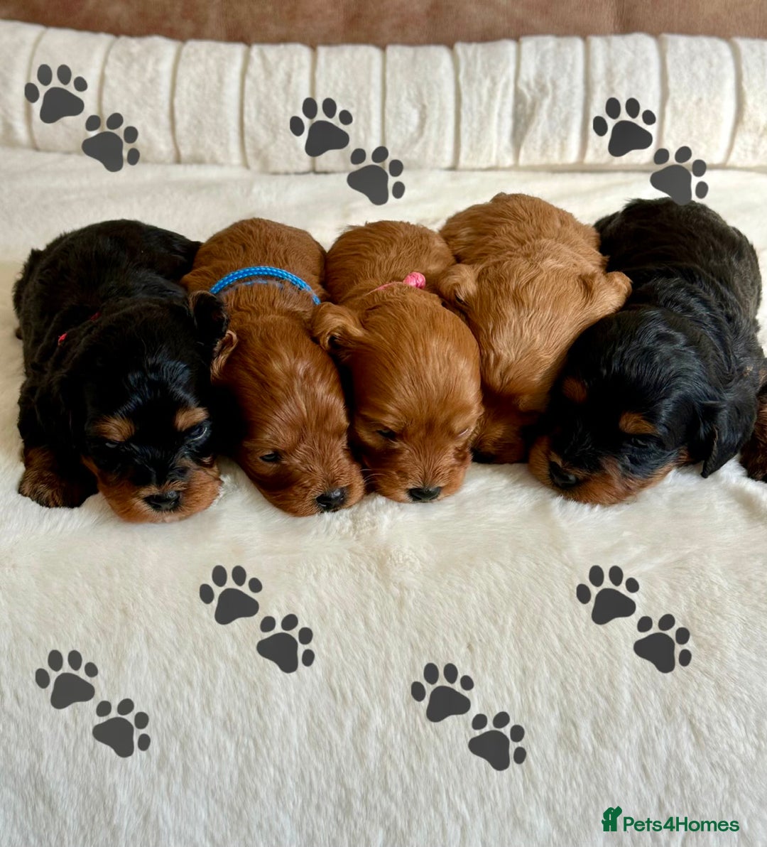 Cavapoo dogs for sale: Extensively Health Tested Cavapoo Puppies  - Image 3