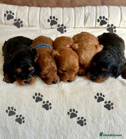 Cavapoo dogs - Advert 7