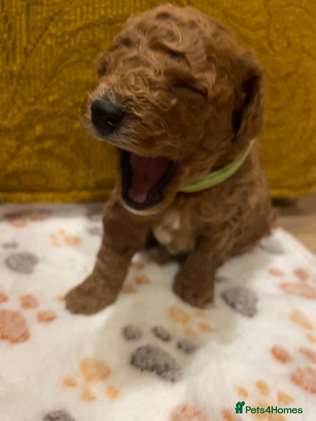 Cavapoo dogs for sale: FB2 cavapoo puppies-1 girl available  - Advert 21