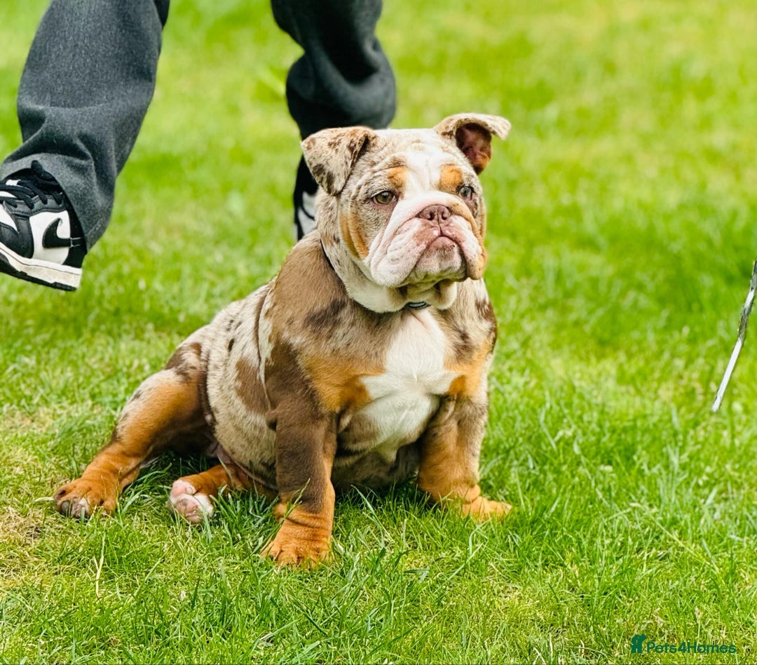 English Bulldog dogs for sale: Chocolate tri merle female in Preston - Image 7
