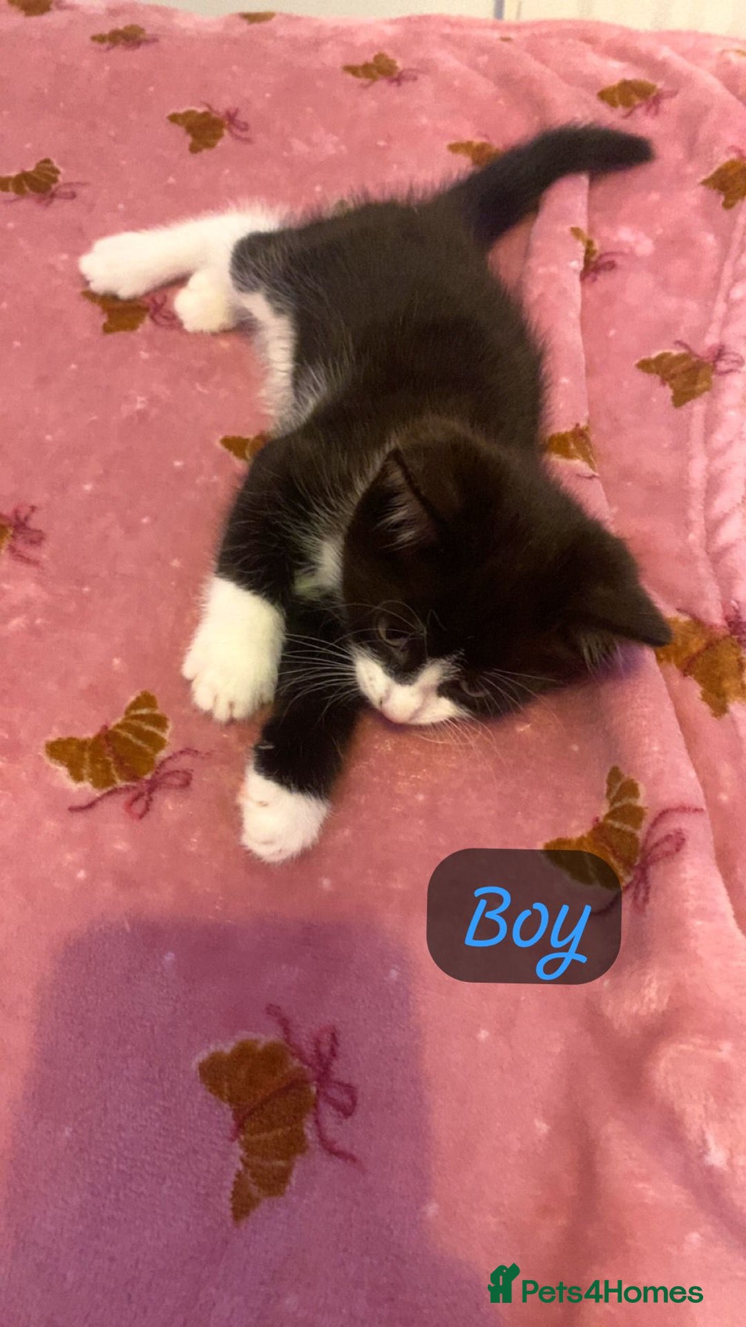 Mixed Breed cats for sale: Kittens looking a new home  - Advert 7