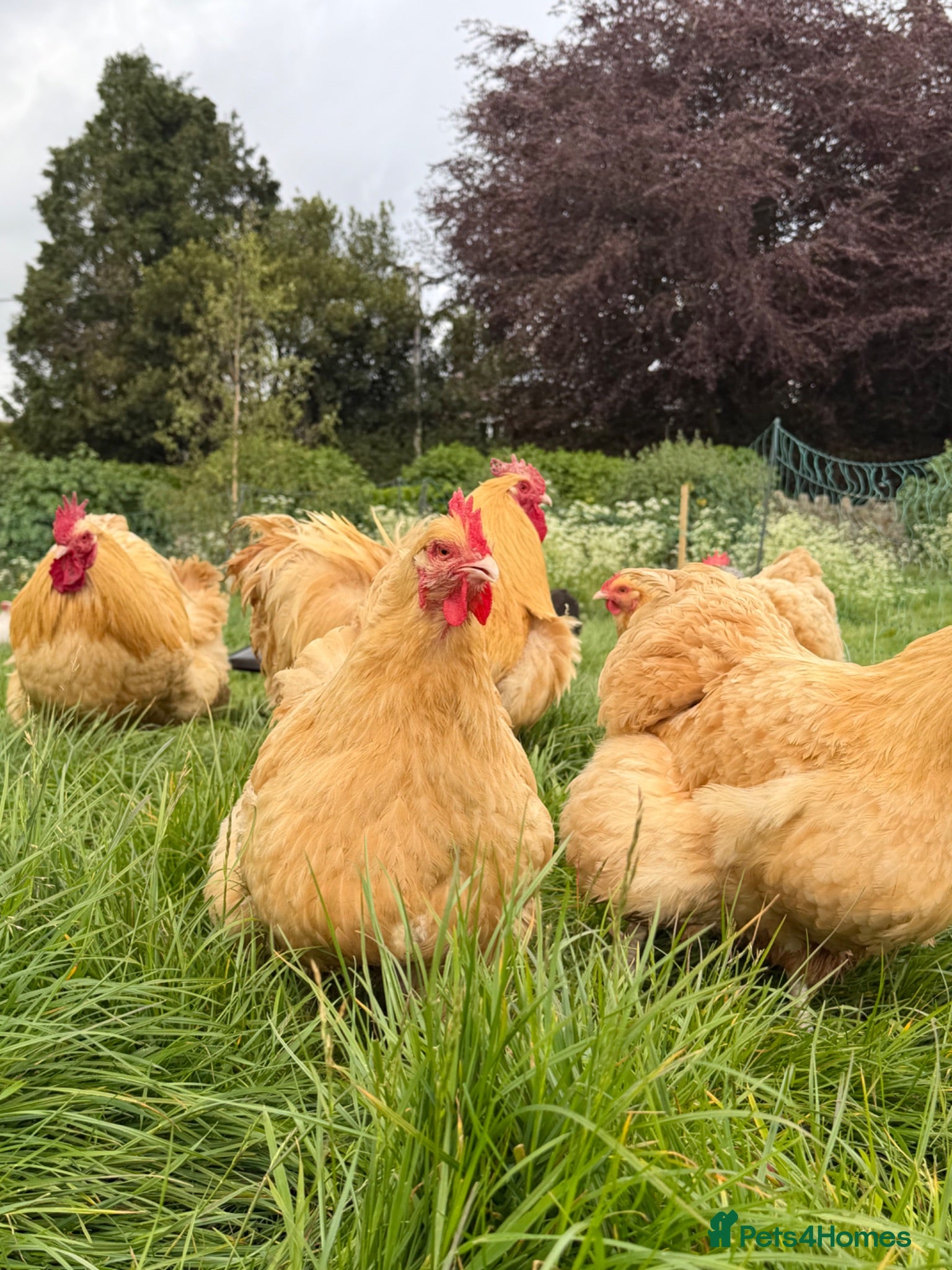 Chickens poultry Free range point of lay hens available 🧡 - Advert 1