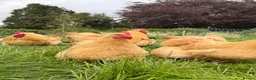 Chickens poultry for sale: Free range point of lay hens available 🧡 - Advert 1