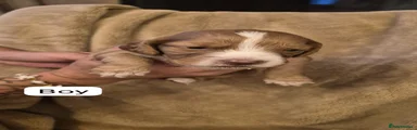 Sprocker 5
