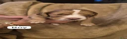 Sprocker dogs for sale: Adorable sprocker puppies  - Advert 6