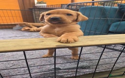 Labrador Retriever dogs for sale: 1 BOY LEFT!! Fox Red Labrador - Working Lines - Image 9