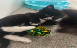 Mixed Breed cats for sale: Mixed breed kittens - Image 10