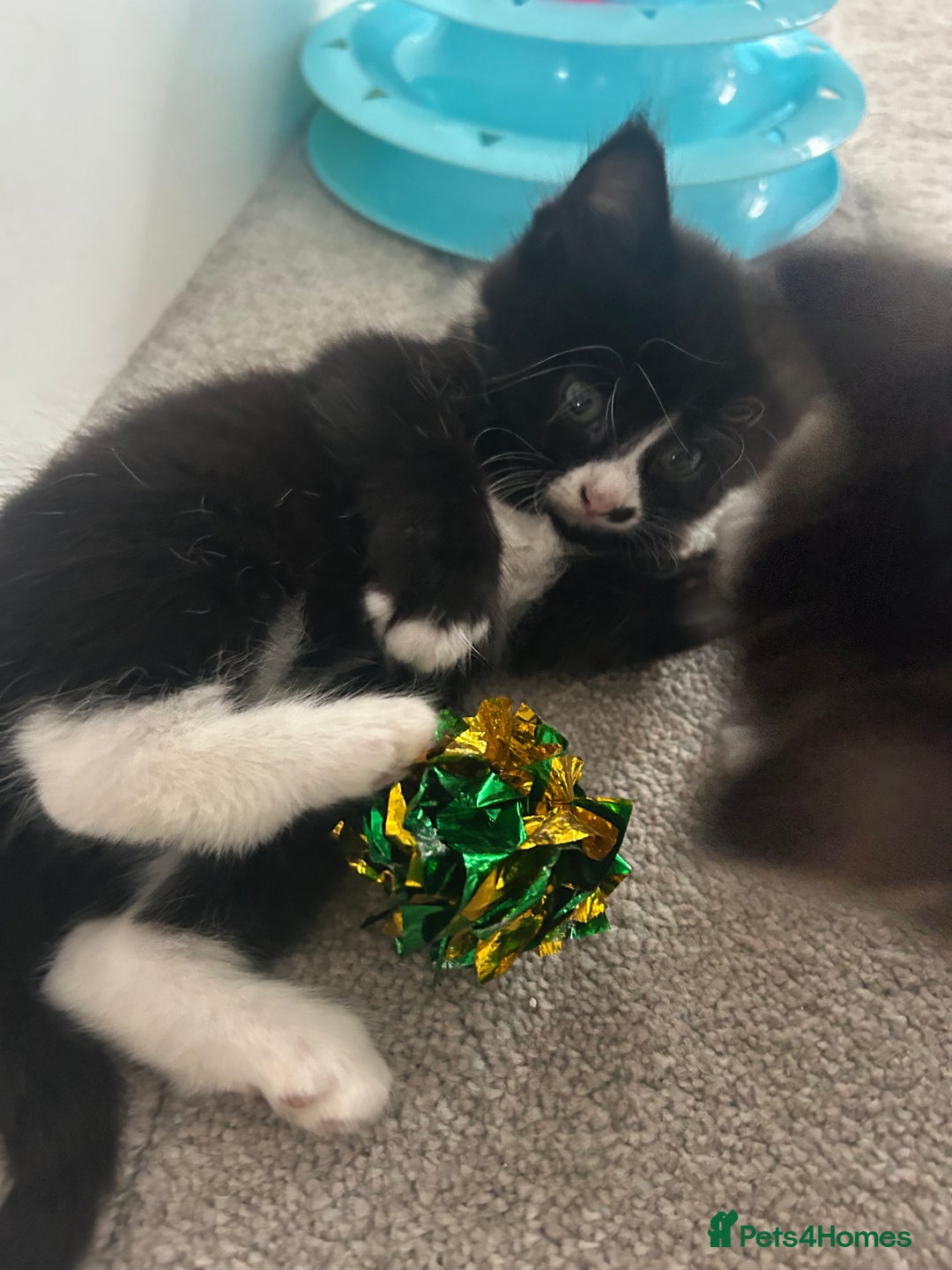 Mixed Breed cats for sale: Mixed breed kittens - Image 10