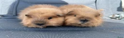 Guinea Pig rodents for sale: Swiss Sows For Sale - Advert 3