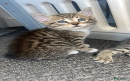 Mixed Breed cats for sale: 3 kittens urgently looking for new home  - Image 22