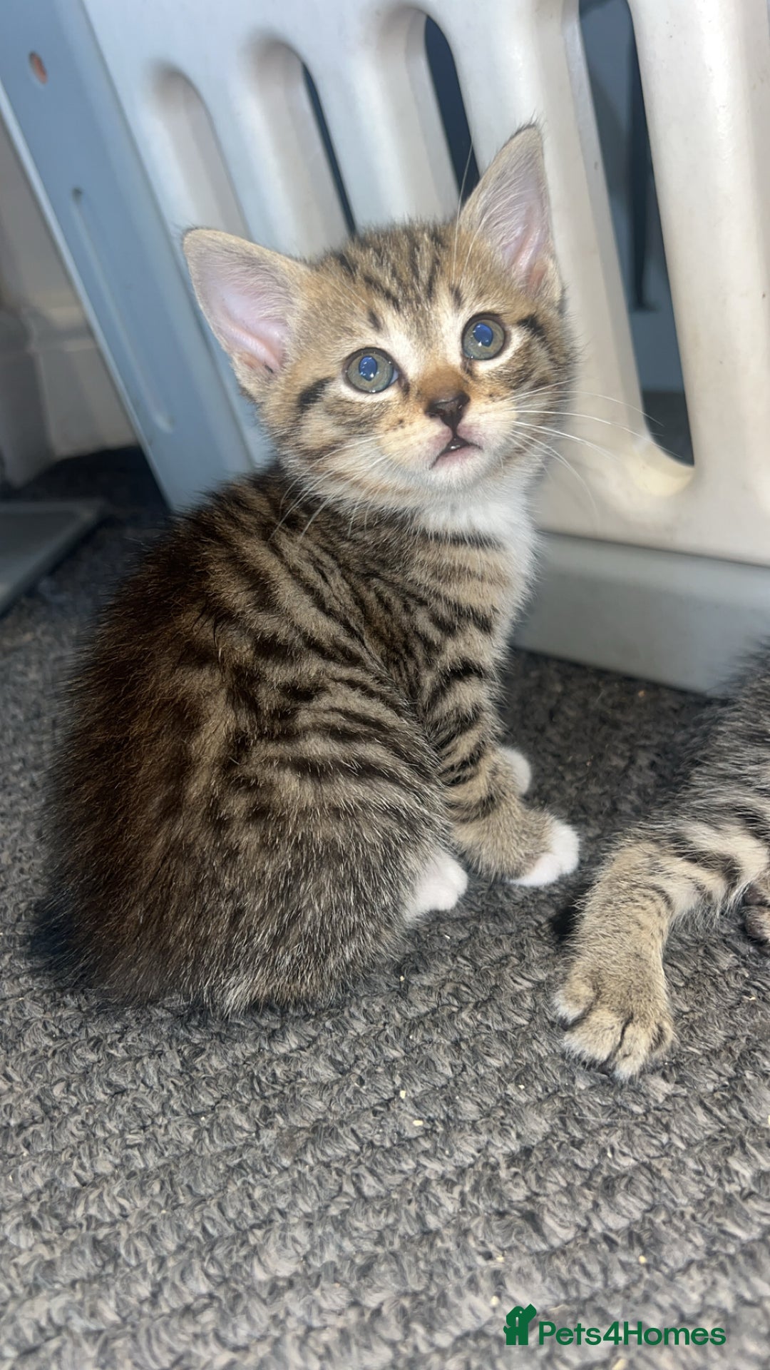 Mixed Breed cats for sale: 3 kittens urgently looking for new home  - Image 22