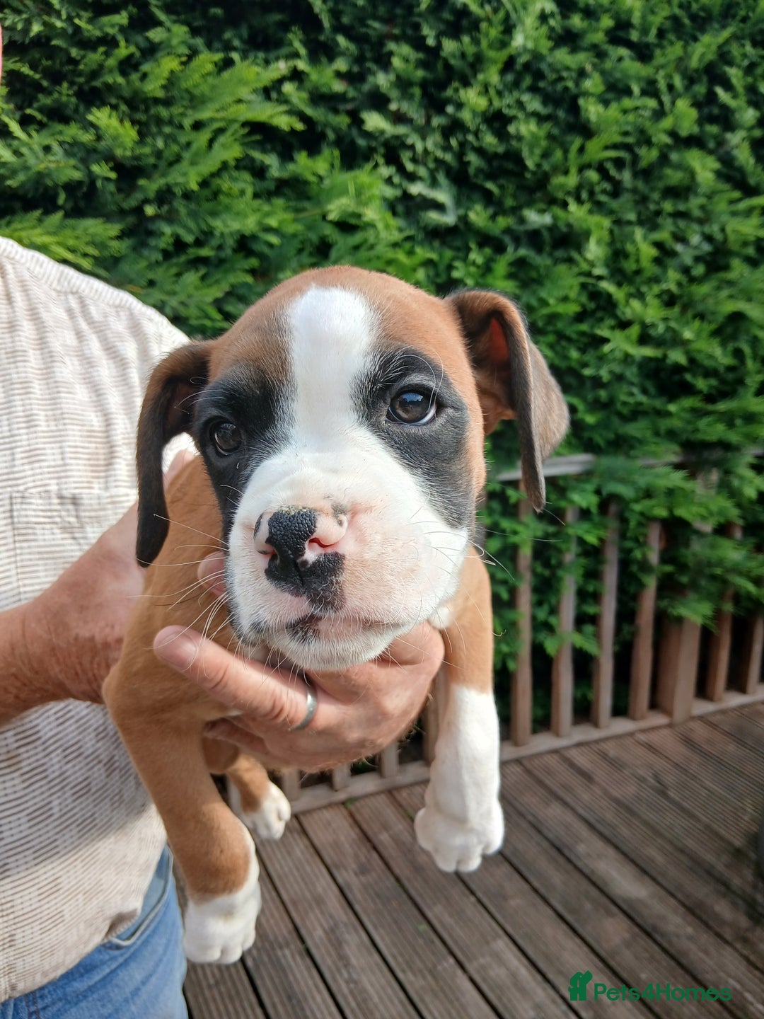 Boxer dogs for sale: Stunning KC boxers avaliable now  - Image 4