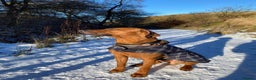 Rhodesian Ridgeback dogs for stud: Proven KC Reg Fully Health Tested RR for Stud in Bolton - Advert 16