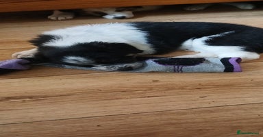 Border Collie dogs - Advert 1