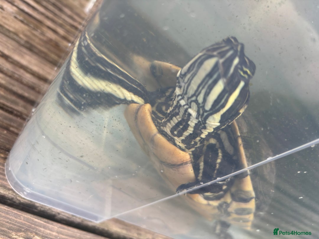 Terrapin reptiles for sale: Terrapins - Image 10