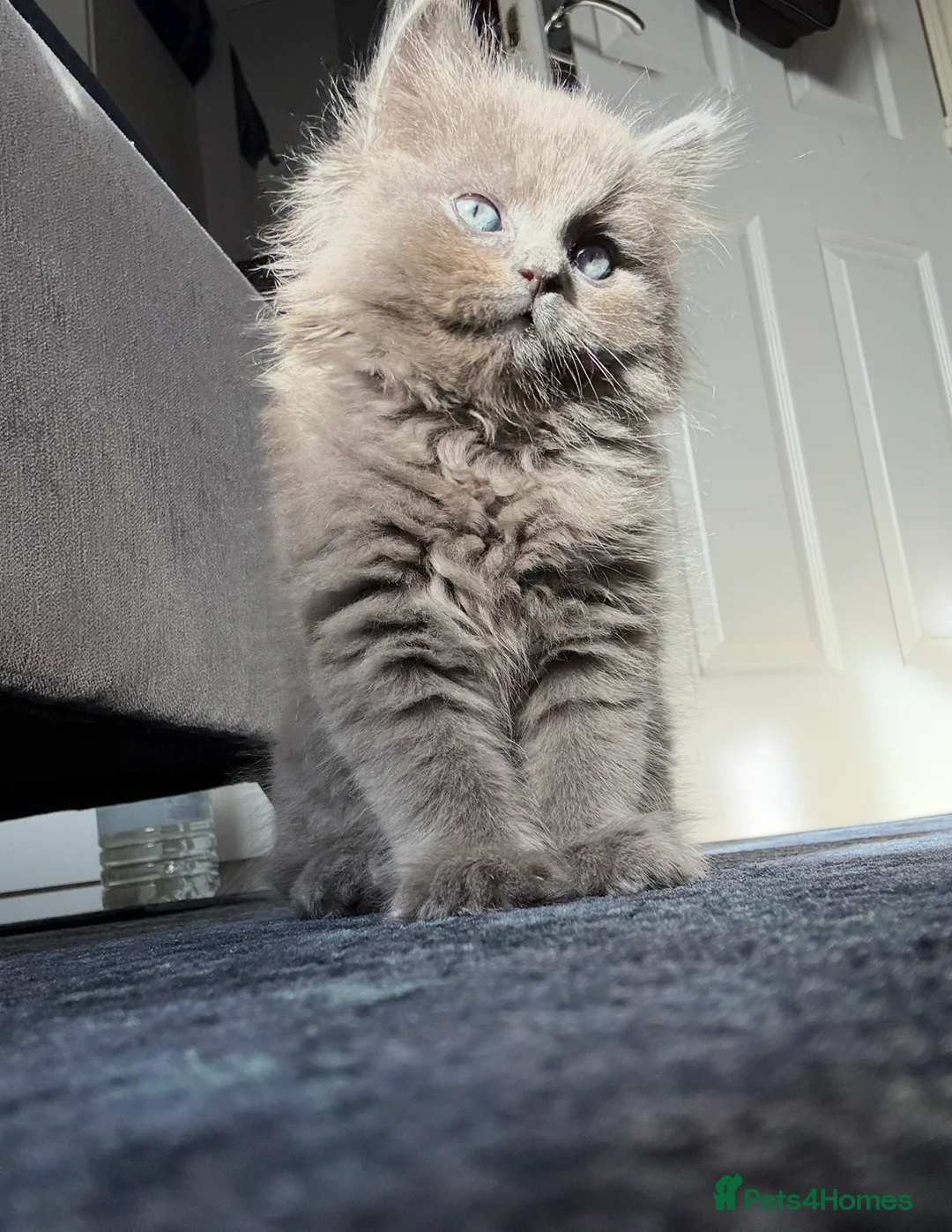 Mixed Breed cats for sale: 1 year old ragdoll/British-shorthair male Cat - Advert 3