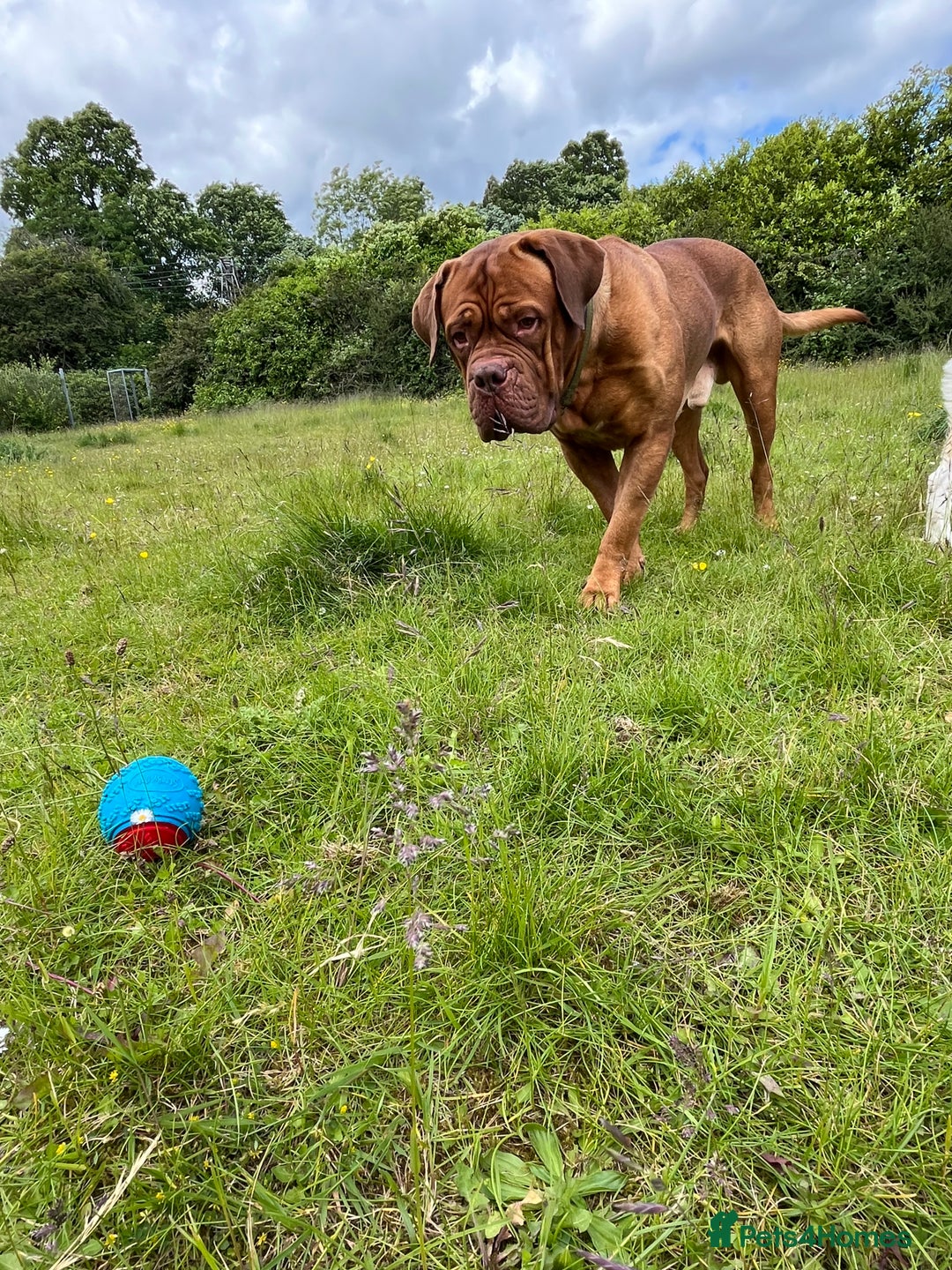 Dogue De Bordeaux dogs for stud: Dogue de Bordeaux For stud Enzo  - Image 19