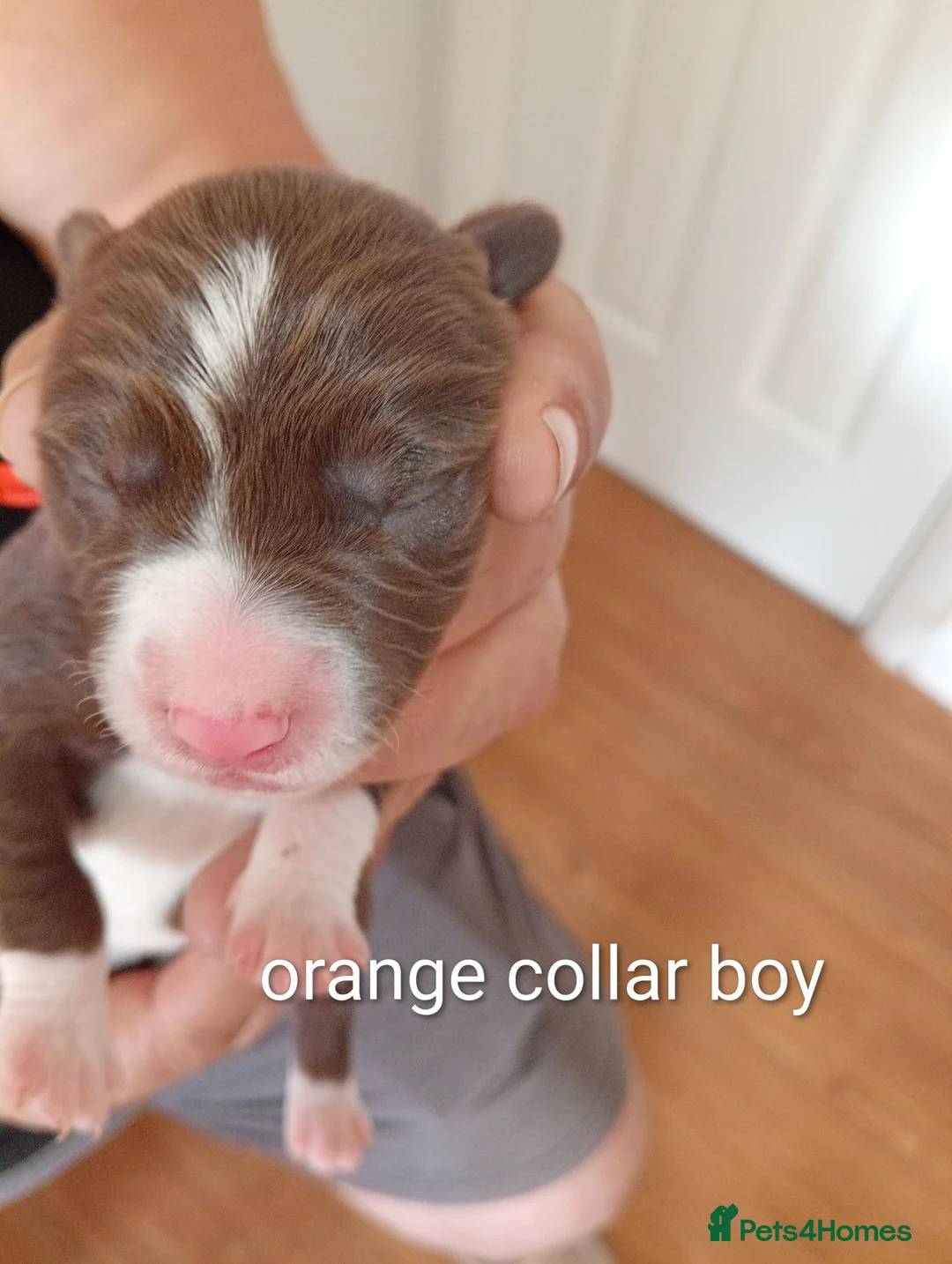 Sprollie dogs for sale: Gorgeous Sprollies puppies  Ready to leave  - Advert 36