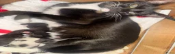 Domestic Shorthair cats for sale: 2 Female Black & White Domestic Shorthairs in Ashford - Advert 2