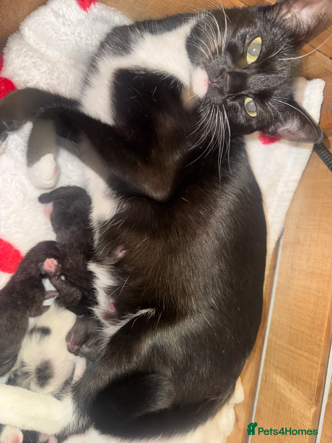 Domestic Shorthair cats for sale: 2 Female Black & White Domestic Shorthairs in Ashford - Advert 2