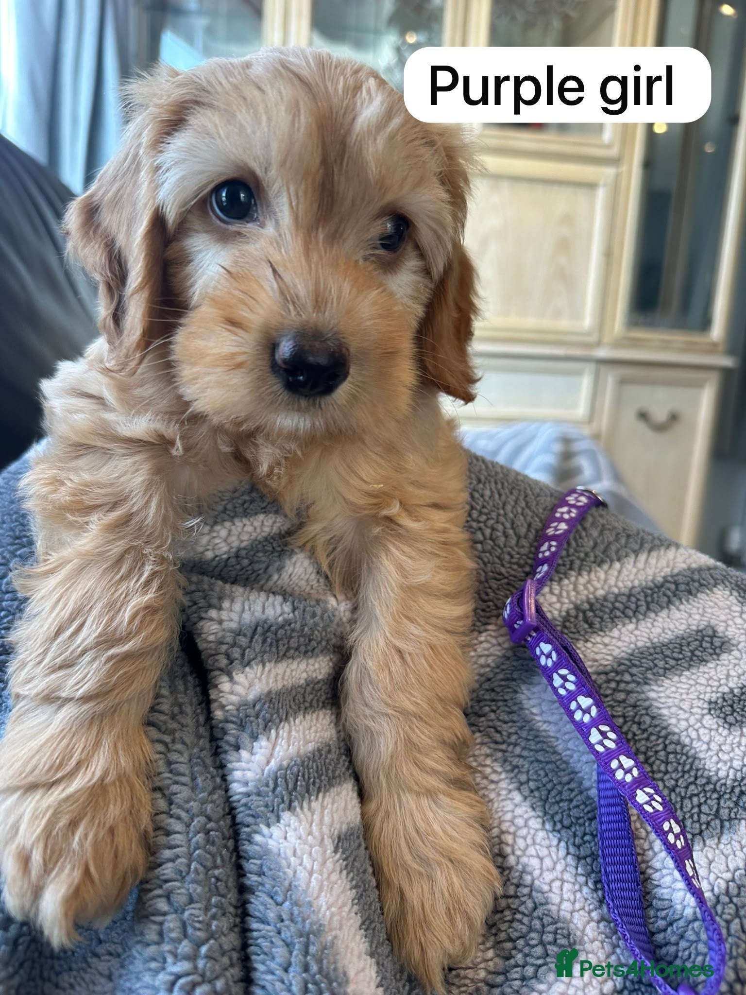 Cockapoo dogs 2 girls f1b cockapoos fully health tested    - Advert 7