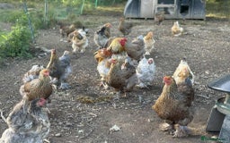 Chickens poultry for sale: Large Brahma hens available - Image 4