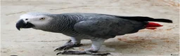 Parrots birds for sale: African grey parrot really friendly  in Clydebank - Advert 3