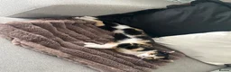 Mixed Breed cats for sale: 5 month old spayed female cat  - Advert 5
