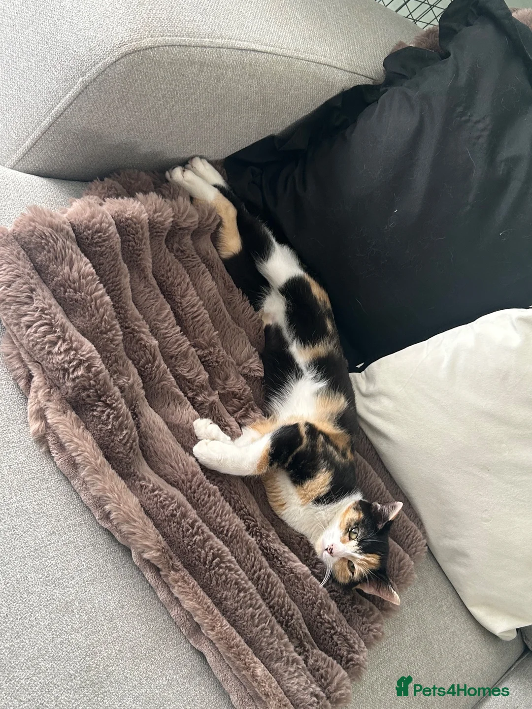 Mixed Breed cats for sale: 5 month old spayed female cat  - Advert 5