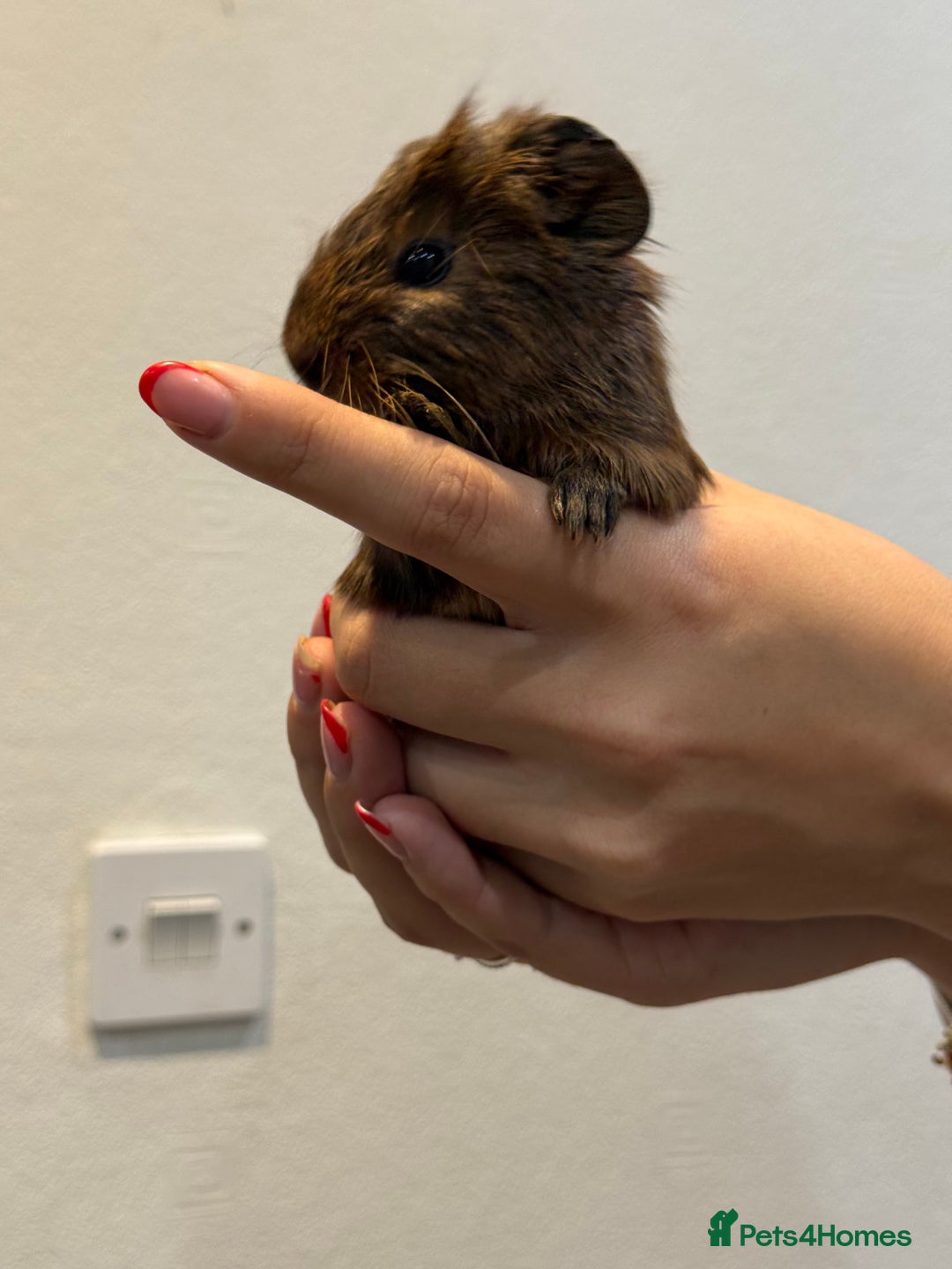 Guinea Pig rodents for sale: Baby guinea pigs for sale - Image 19