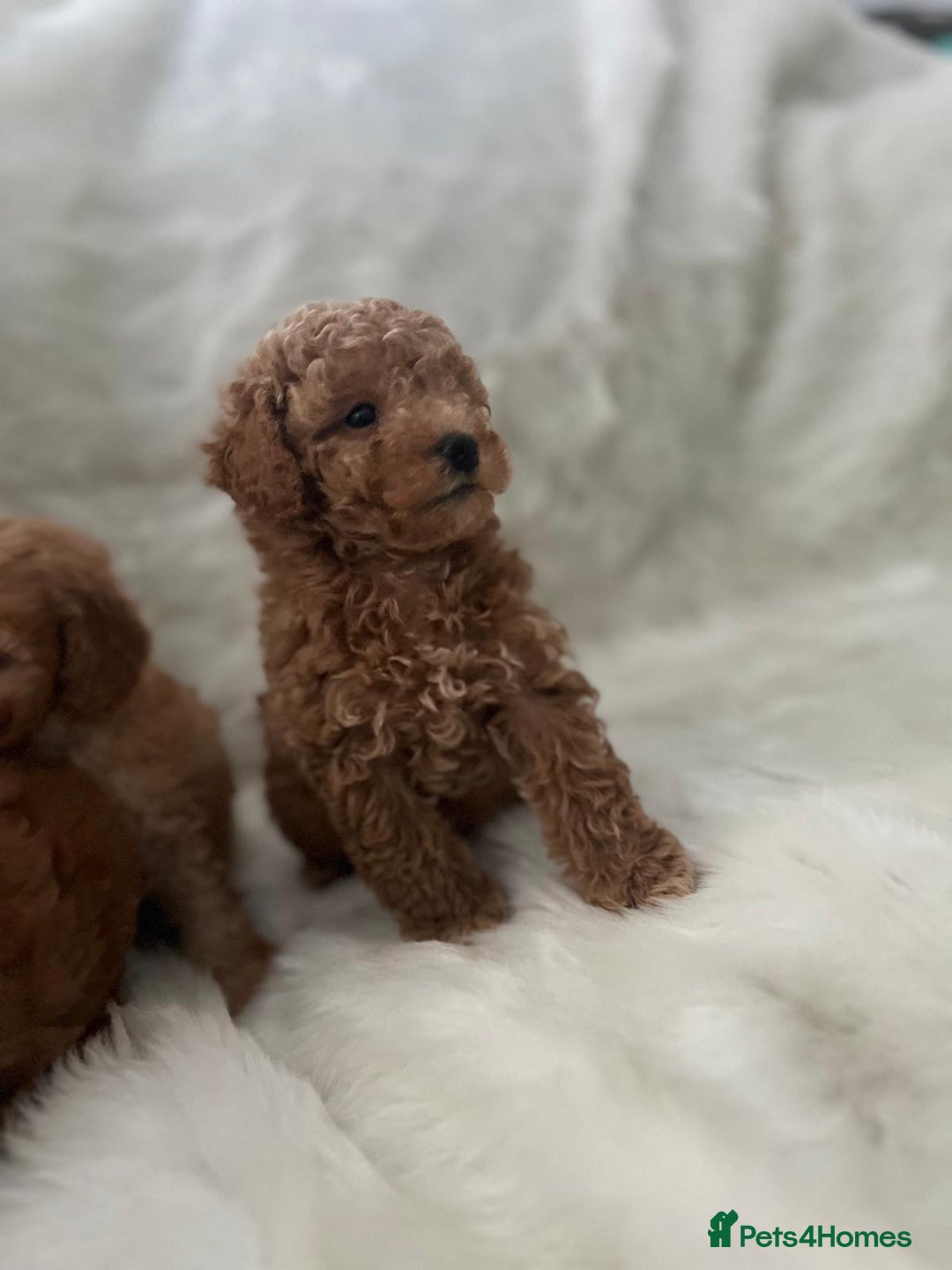 Cavapoo dogs for sale: Mixed litter of adorable cavapoo puppies - Advert 10