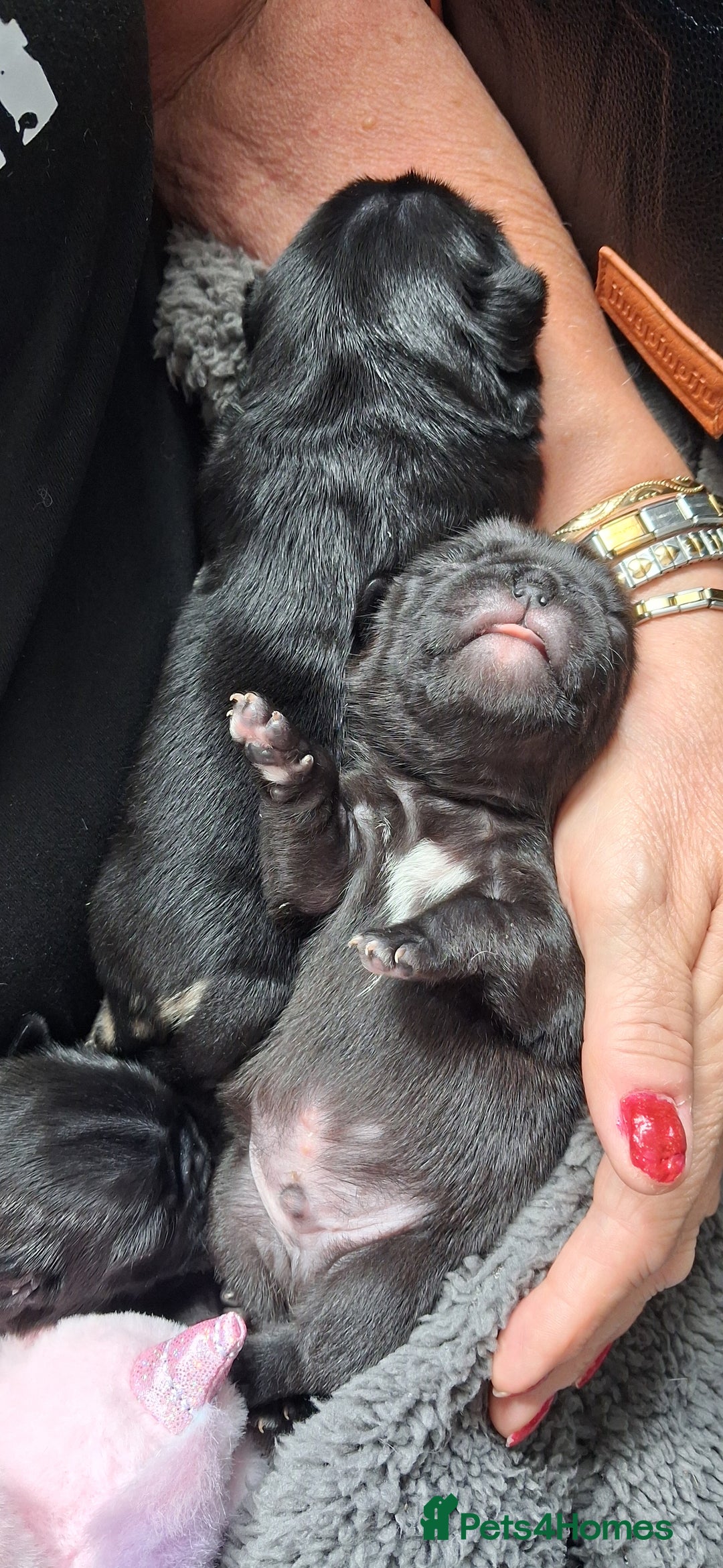 Pug dogs for sale: Boy pug - Image 1