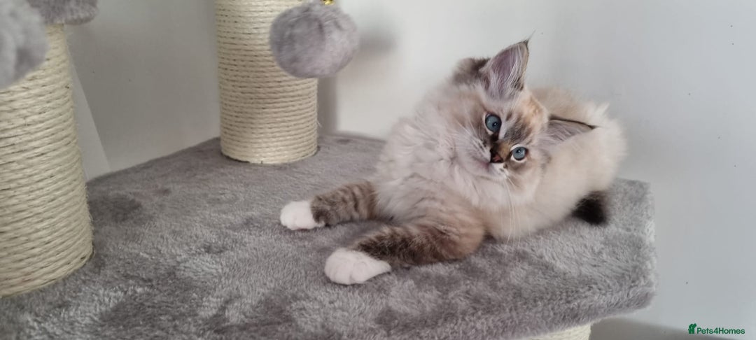 Ragdoll cats for sale: 💞BEAUTIFUL FULL PEDIGREE TICA RAGDOLL KITTENS 💞 - Image 27