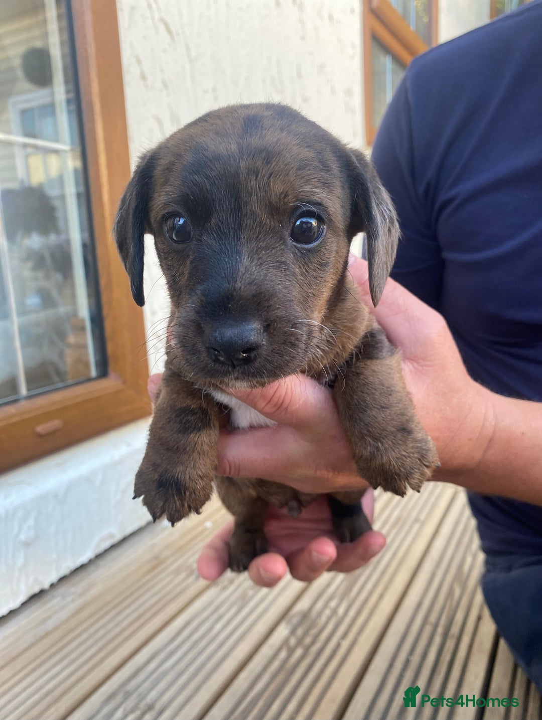 Dachshund dogs for sale: Dachshund x jack Russell puppies  - Image 7