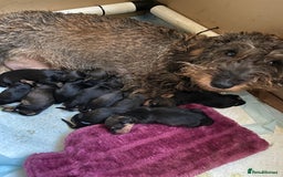 Dachshund dogs for sale: KC reg Standard Wire Haired Dachshunds - Image 12