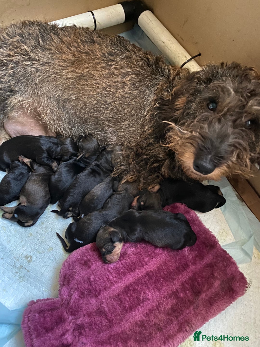 Dachshund dogs for sale: KC reg Standard Wire Haired Dachshunds - Image 12