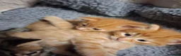 Mixed Breed cats for sale: READY NOW FLUFFY GINGER MALE KITTEN - Advert 7